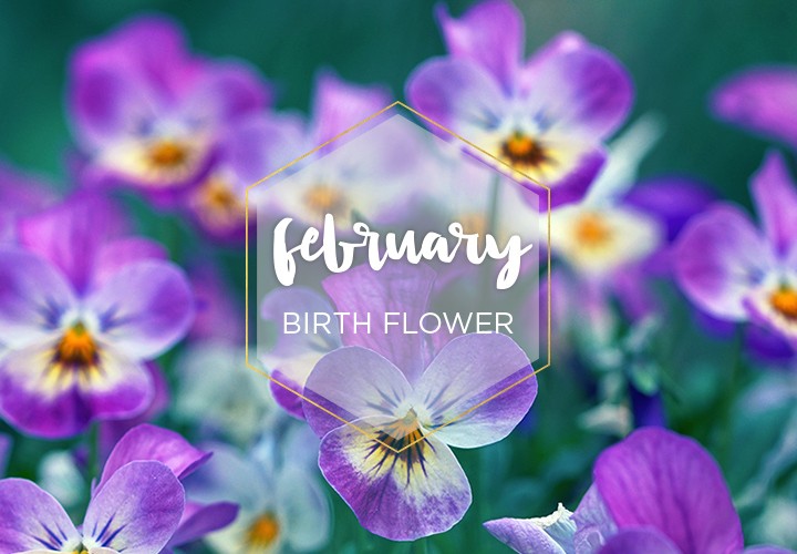 Hello February Birthflower Month