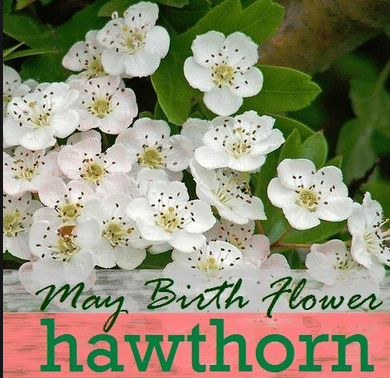 Birth Flower May 