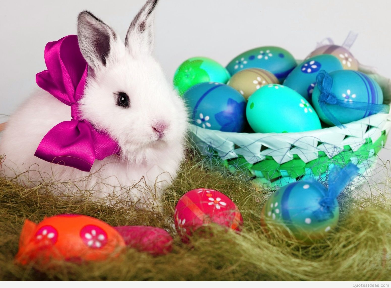 cute-easter-cool-bunny-pics-oppidan-library