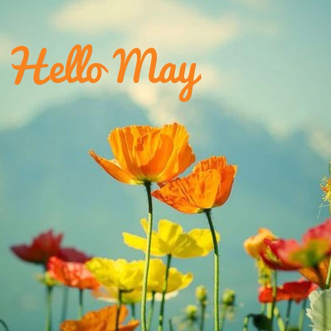 Hello May Pictures | Oppidan Library