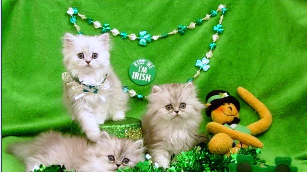 Happy Saint Patrick's Day