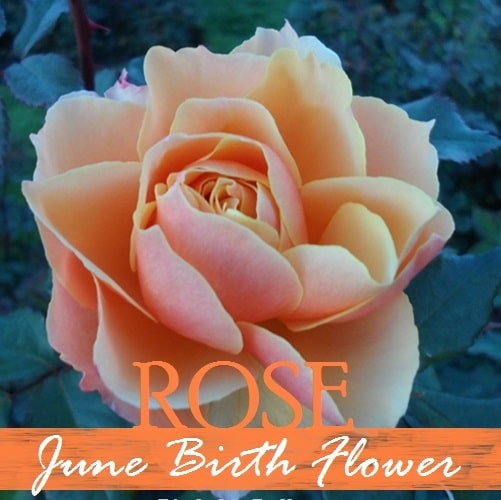 June Birth Flower 