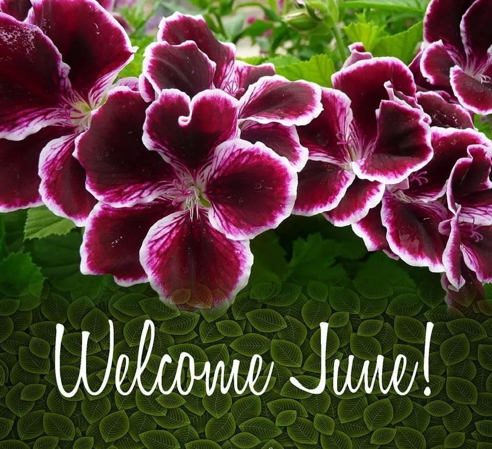 Welcome June Images 