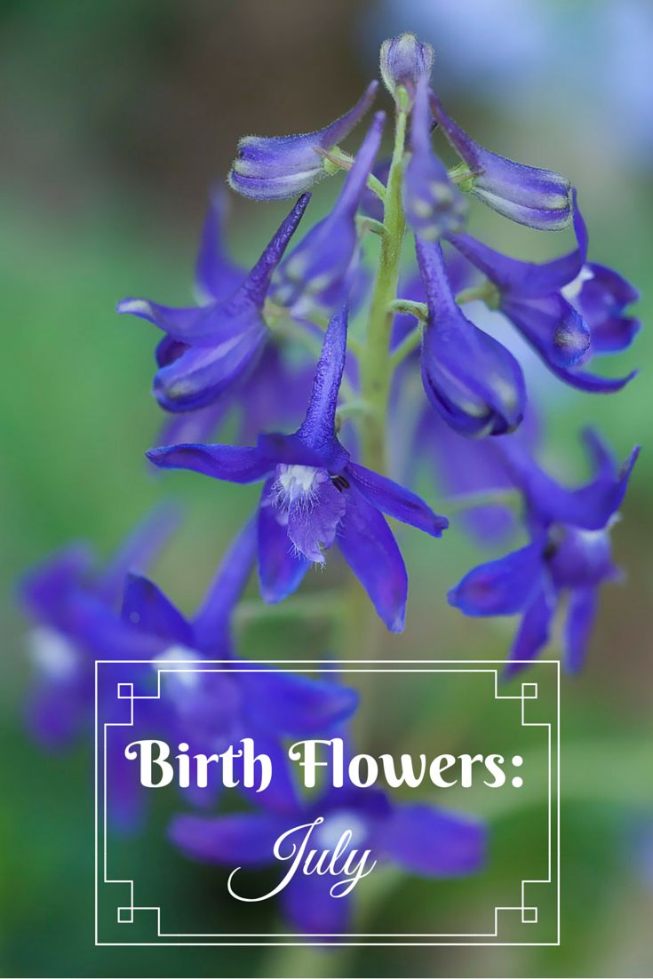 July Birth Flower 