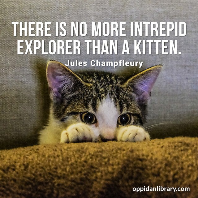 Cat Quote Images For Instagram And Whatsapp 