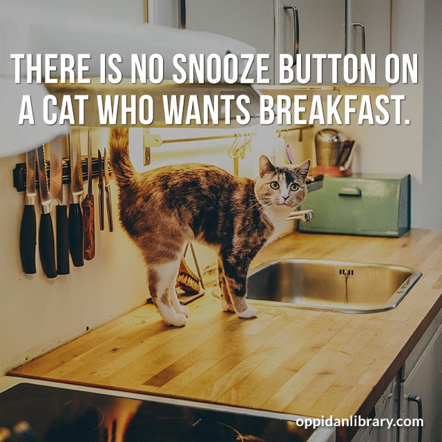 THERE IS NO SNOOZE BUTTON ON A CAT WHO WANTS BREAKFAST. 