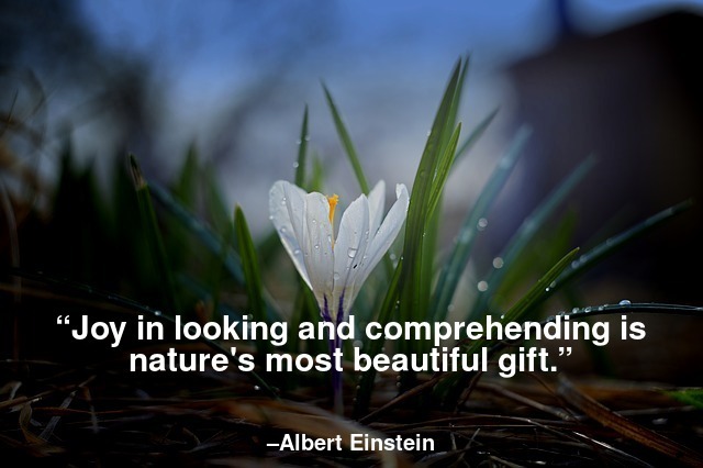 albert einstein quotes about nature