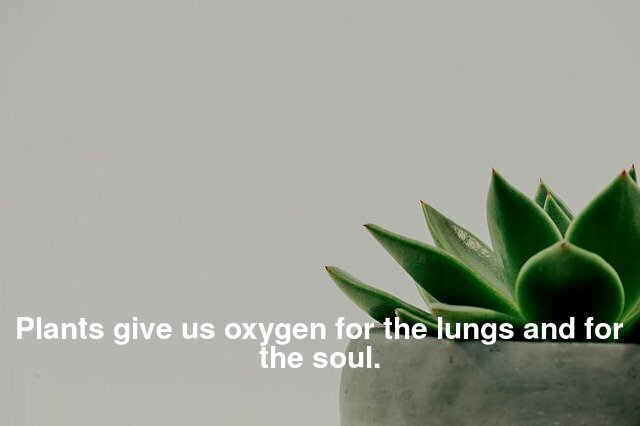 Plants give us the oxygen for the lungs and for the soul