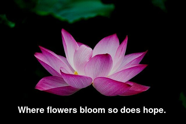 Where flowers bloom so does hope. 